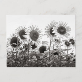 Postal Flores de girasol en blanco y negro