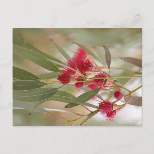 Postal Flores de goma (Anverso)