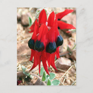 Postal Flores de guisantes del desierto de Sturt