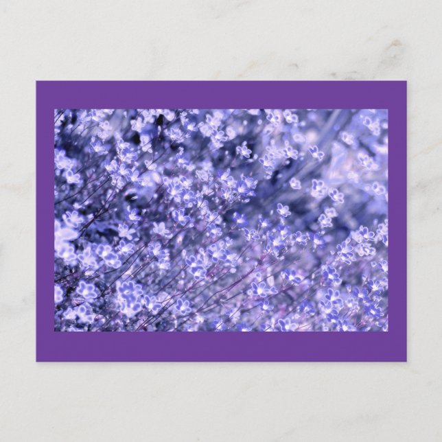 Postal Flores de hadas espumosas de lavanda, plantilla (Anverso)