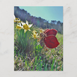 Postal Flores de hadas y amarillas