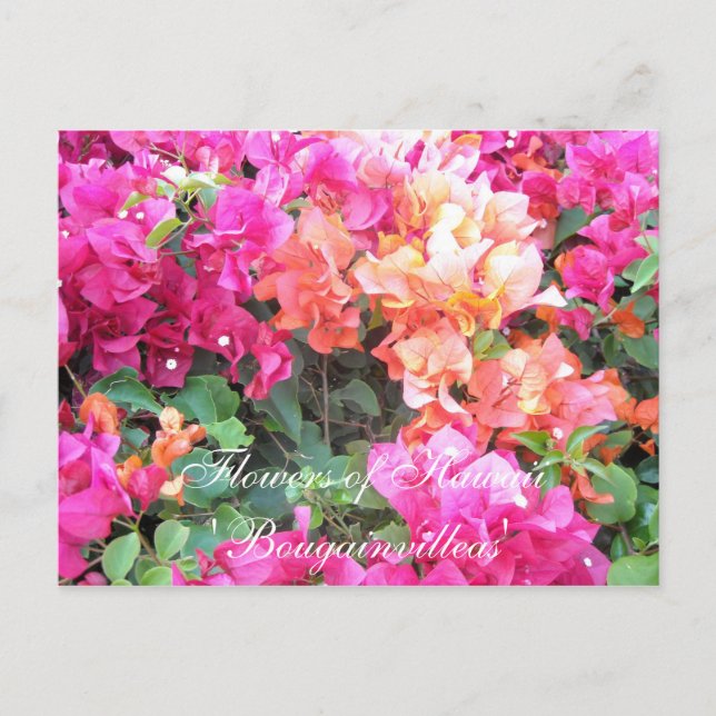 Postal Flores de Hawái (Anverso)