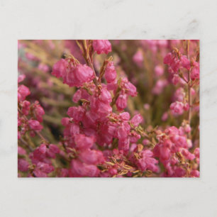 Postal Flores de Heather rojo