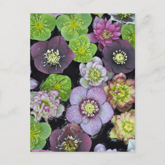 Postal Flores de hellebore coloridas