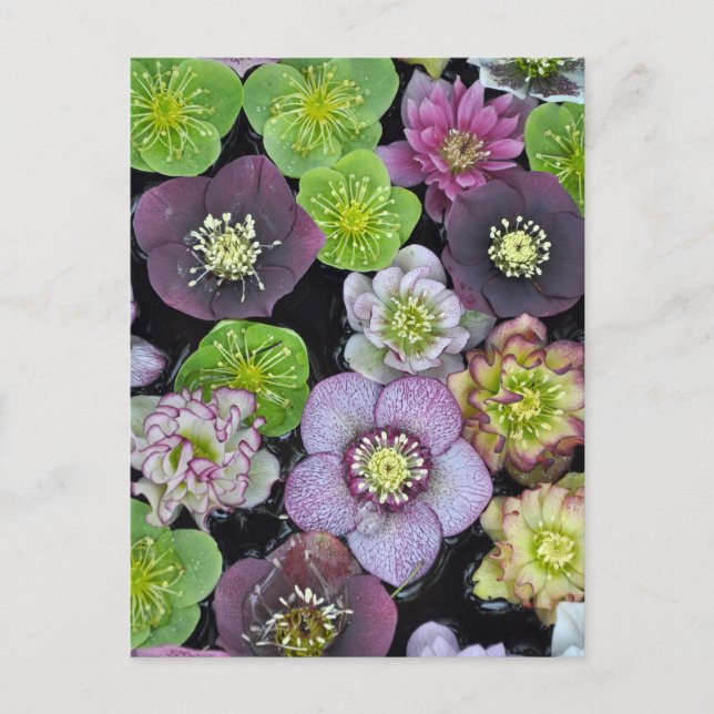 Postal Flores de hellebore coloridas (Anverso)