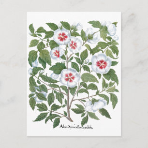 Postal Flores de Hibisco Antiguas por Basilius Besler