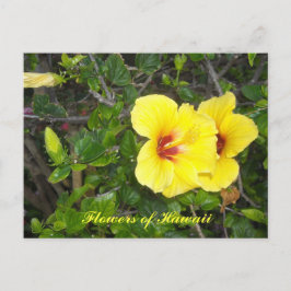 Postal Flores de Hibisco de Hawái