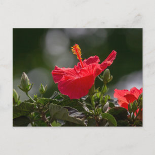 Postal Flores De Hibiscus Y Brotes