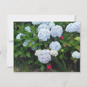 Postal Flores de hidrangea azul en el jardín de verano