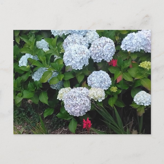 Postal Flores de hidrangea azul en el jardín de verano (Anverso)