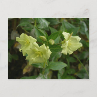 Postal Flores de hierba amarilla