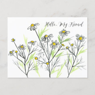 Postal Flores de hierba de Chamomile Hola a mi amigo