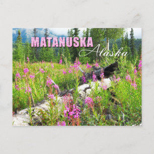Postal Flores de hierba de fuego en el valle de Matanuska