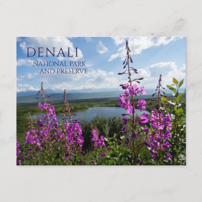 Postal Flores de hierba de fuego, Wonder Lake Denali NP,  (Anverso)