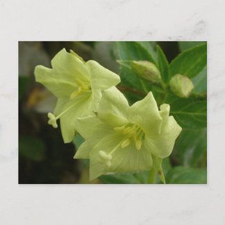 Postal Flores de hierbas aromáticas silvestres amarillas,