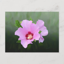 Postal Flores de hollyhock rosa y morado
