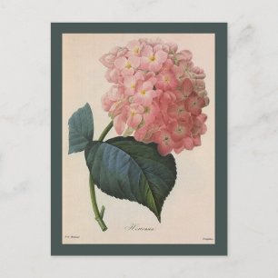 Postal Flores de huertos de vintage, hidrangea rosada Hor