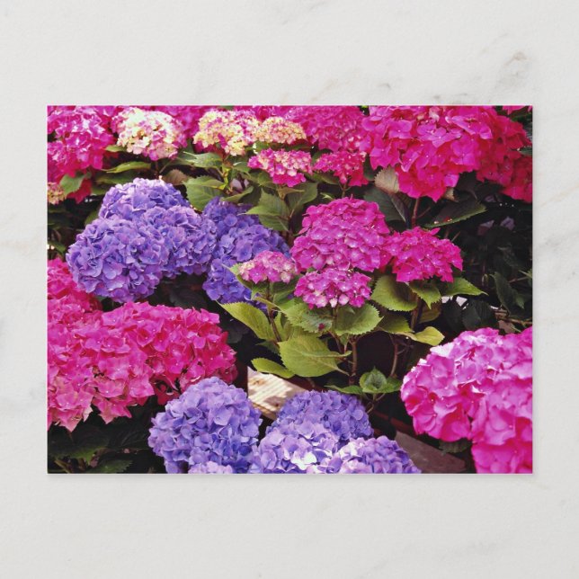 Postal Flores de Hydrangea (Anverso)