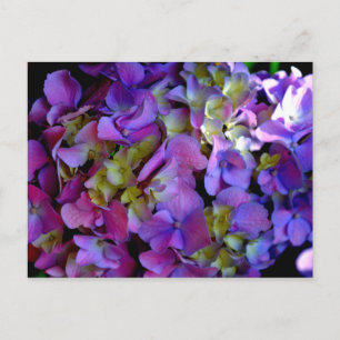 Postal Flores de Hydrangeas azul morado