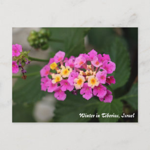 Postal Flores De Invierno En Tiberias, Postcarta De Israe