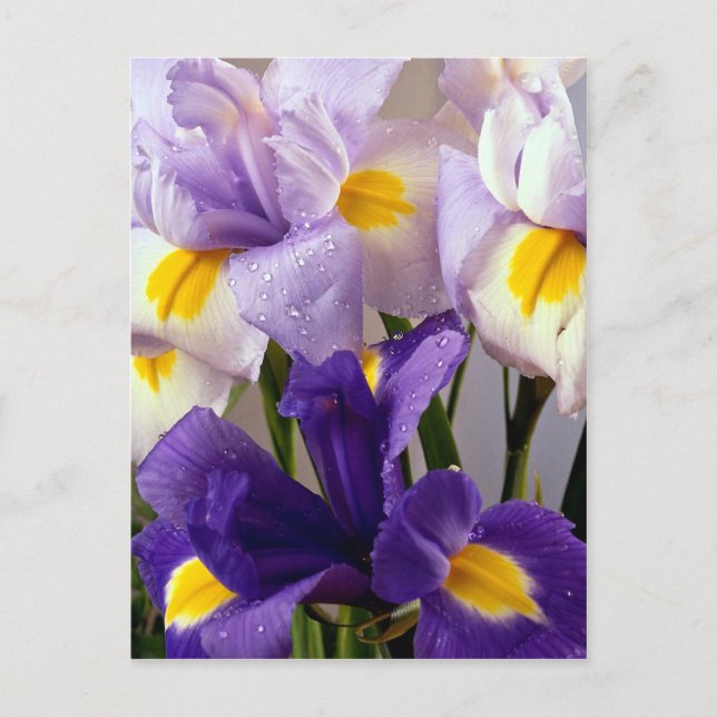 Postal Flores de iris (Anverso)