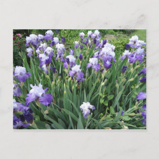 Postal Flores de iris