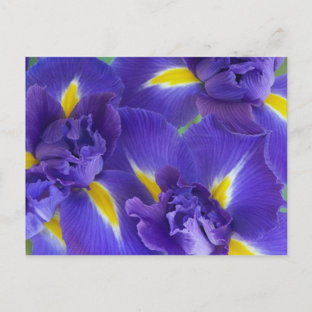 Postal Flores de Iris (Anverso)