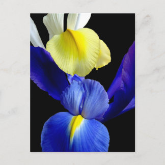 Postal Flores de iris azules y amarillos 4b