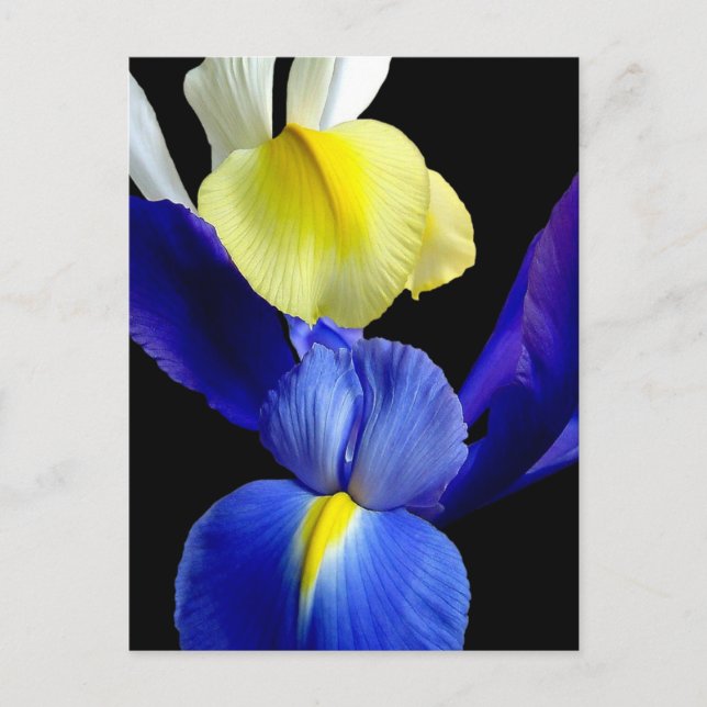 Postal Flores de iris azules y amarillos 4b (Anverso)