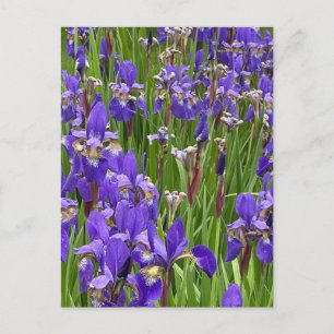 Postal Flores de Iris Morado Naturaleza Plantas Fotografí
