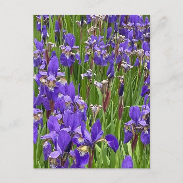 Postal Flores de Iris Morado Naturaleza Plantas Fotografí (Anverso)