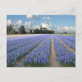 Postal Flores de jacinto azul en un campo