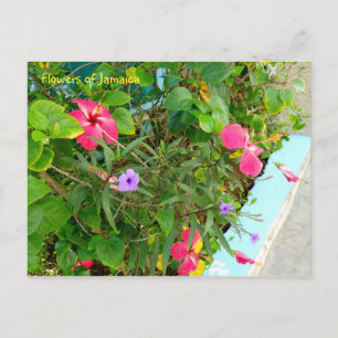 Postal Flores de Jamaica
