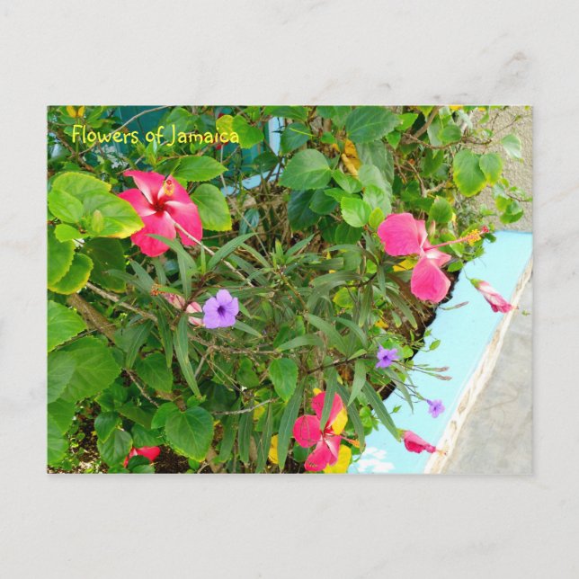 Postal Flores de Jamaica (Anverso)