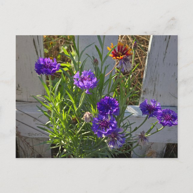 Postal Flores de jardín (Anverso)
