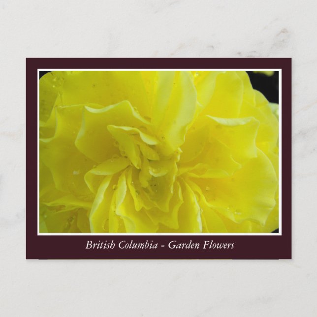 Postal flores de jardín BC (Anverso)