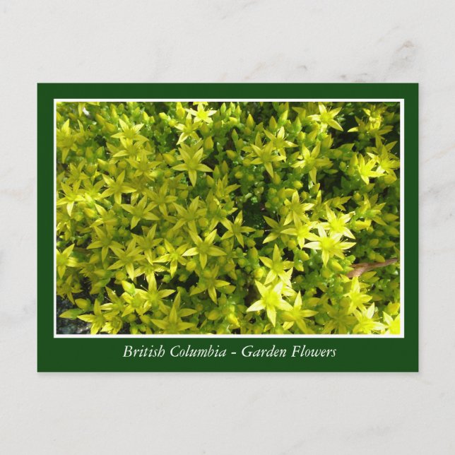Postal flores de jardín BC (Anverso)
