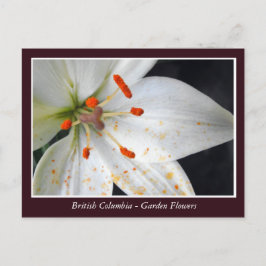 Postal flores de jardín BC