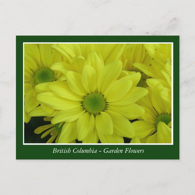 Postal flores de jardín BC (Anverso)