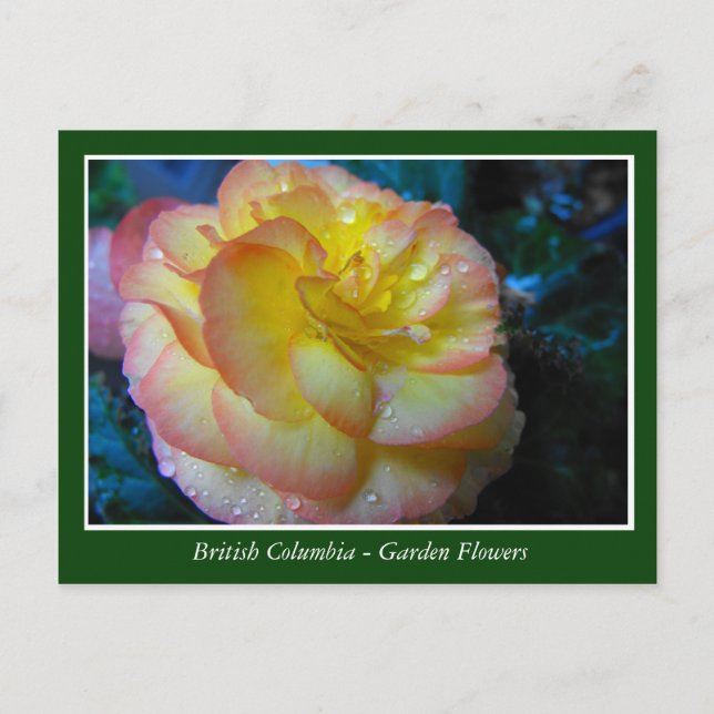 Postal flores de jardín BC (Anverso)