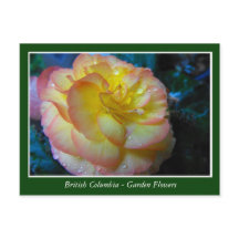 flores de jardín de BC