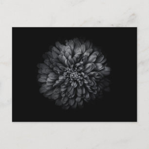 Postal Flores de Jardín en Blanco y Negro No 68