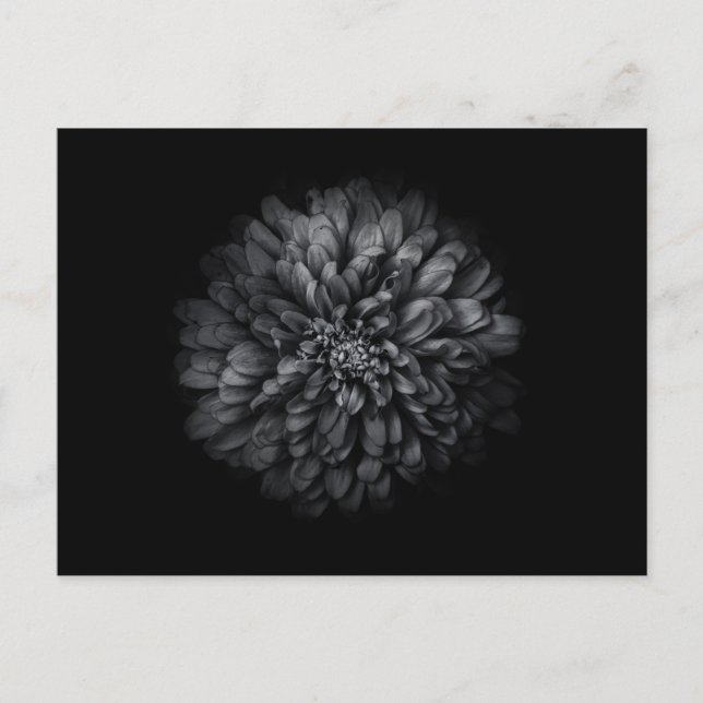Postal Flores de Jardín en Blanco y Negro No 68 (Anverso)