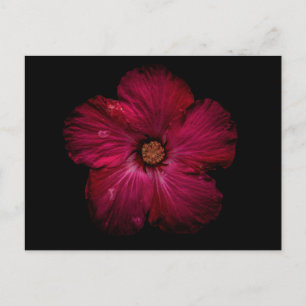 Postal Flores de Jardín Nº 122 Versión en Color