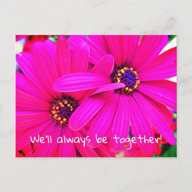 Postal Flores de jardín púrpura brillante Osteospermum (Anverso)