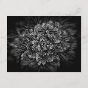 Postal Flores De Jardín Trasero En Blanco Y Negro No 42 F