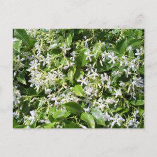 Postal Flores de jazmín blanco