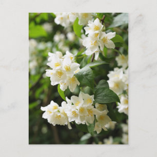 Postal flores de jazmín primer plano