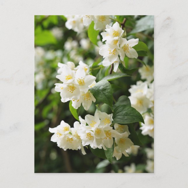 Postal flores de jazmín primer plano (Anverso)