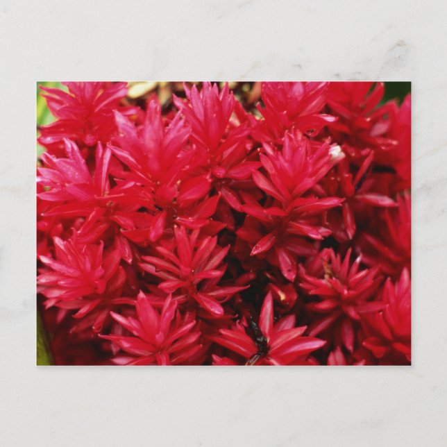 Postal Flores de jengibre, flores de Puerto Rico (Anverso)